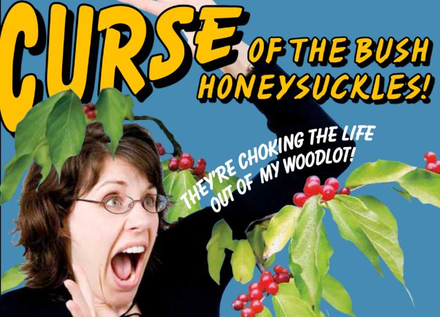 New York DEC explains problems with Trees and Brush near Dams