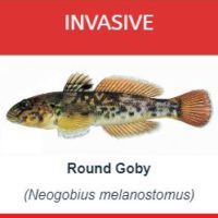 A Round Goby