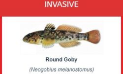 A Round Goby