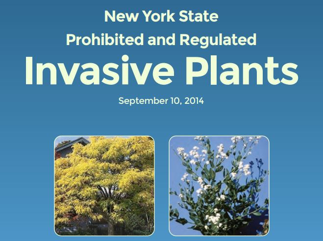 Weeds – or shrubs and flowering bushes?